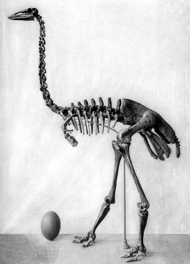 Illustration for article titled Island Gigantism: How Islands Really Do Breed Giant Creatures